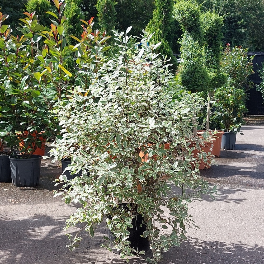 Pittosporum tenuifolium ‘Elizabeth’ – 10 Litre