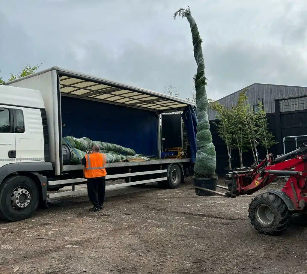 Loading 4.5m tall leylandii for a trade price order.