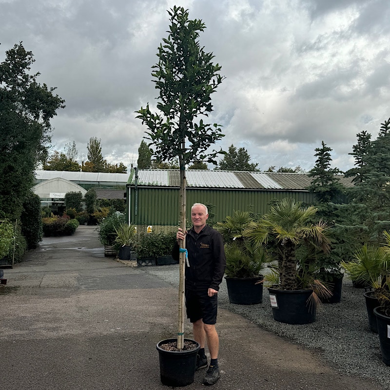 Ilex castaneifolia – ‘Chestnut Leaf’ holly tree 8-10cm girth