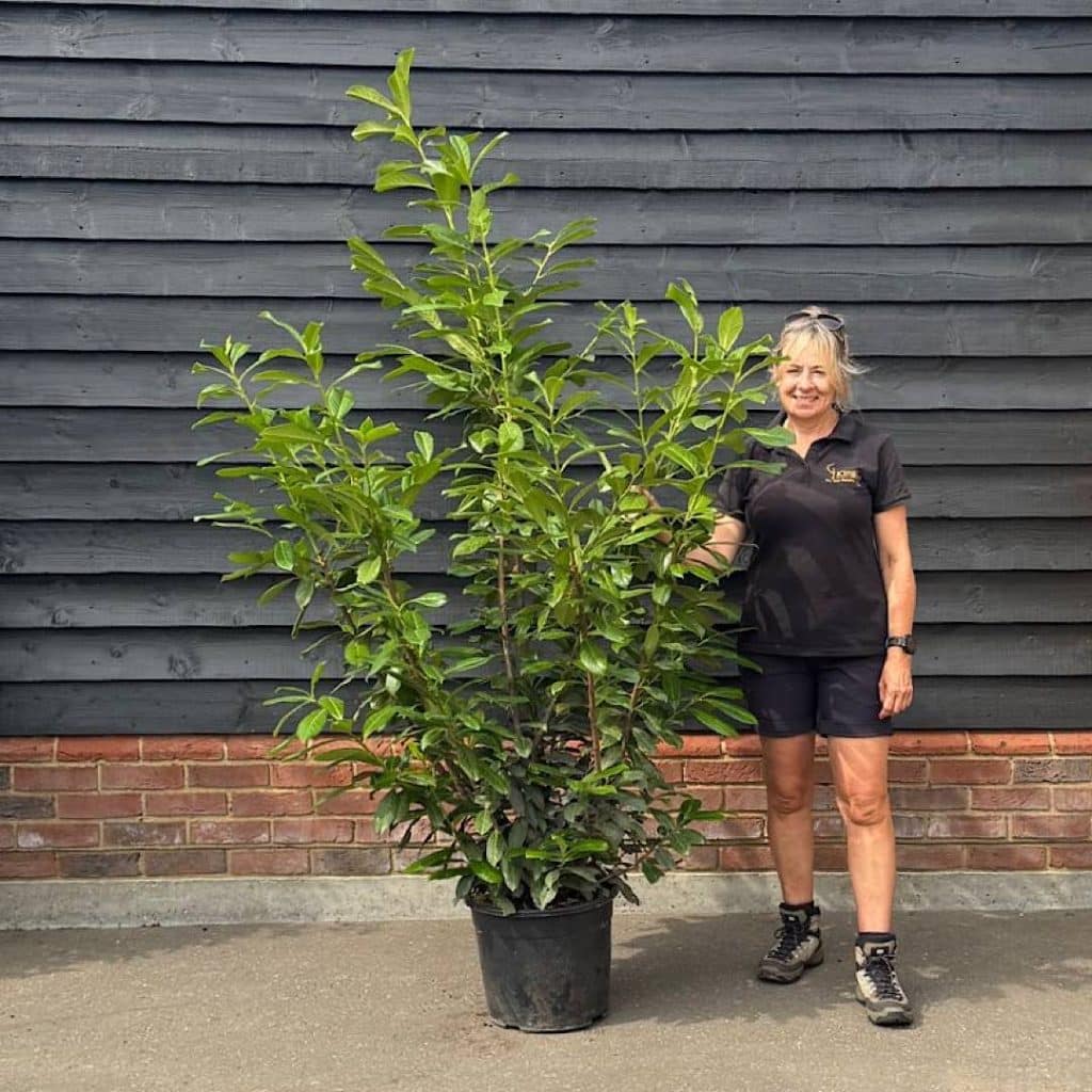 buy laurel hedging plants online