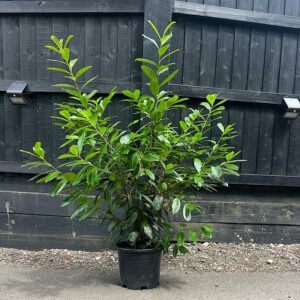 laurel hedging pallet deal