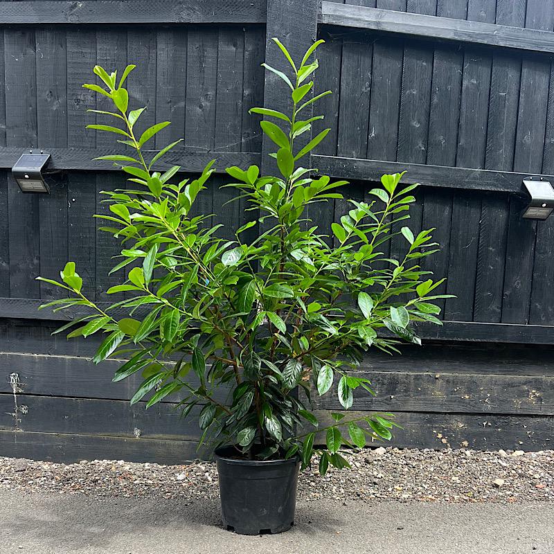 Prunus laurocerasus ‘Novita’ – Cherry laurel (Hedging Plants) 1.5m tall