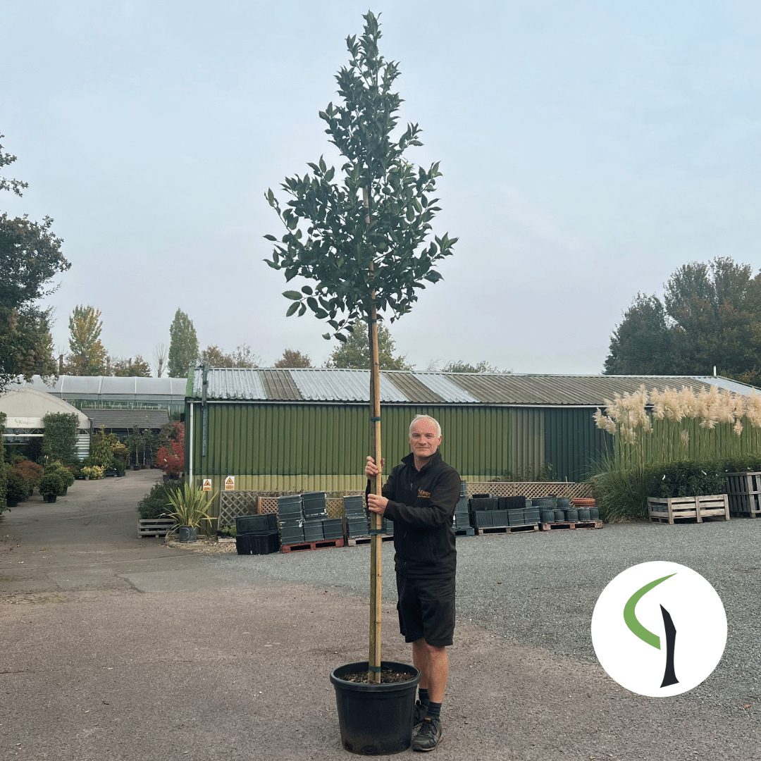 Ilex castaneifolia – ‘Chestnut Leaf’ holly tree 8-10cm girth