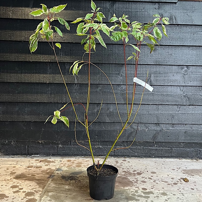 Cornus alba ‘Elegantissima’ – Red Barked Dogwood