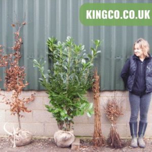 A range of hedging plants, rootballs and bare root.