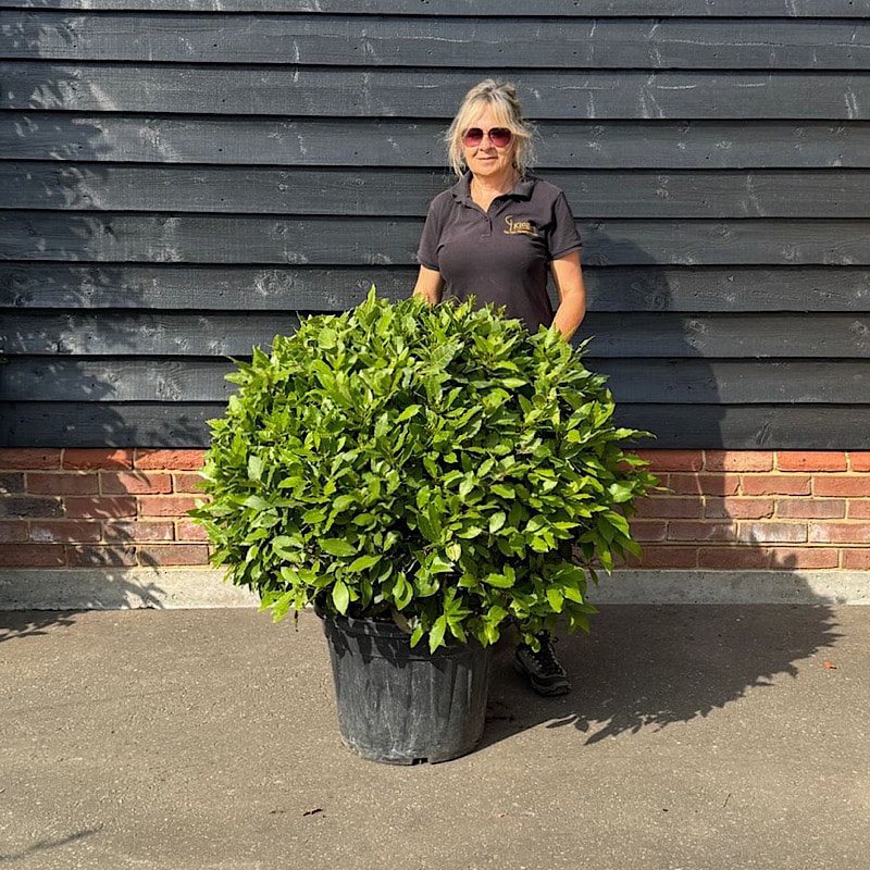 Laurus nobilis – Bay 50-60cmØ Ball