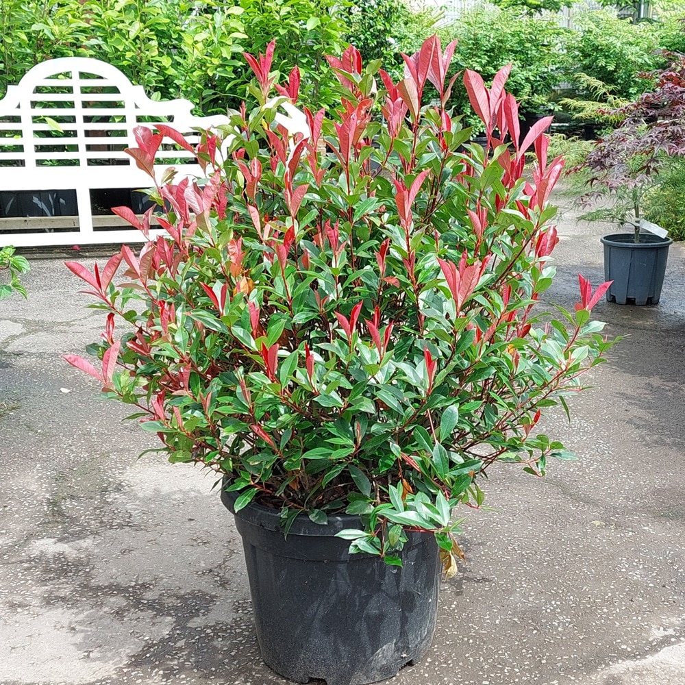Photinia x fraseri ‘Carre Rouge’ – 70-80cmØ Clipped Ball