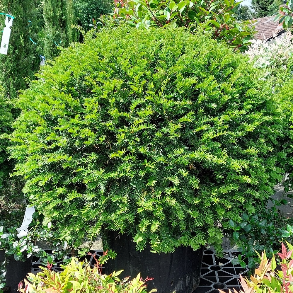 Taxus baccata – Yew clipped ball 90cm wide