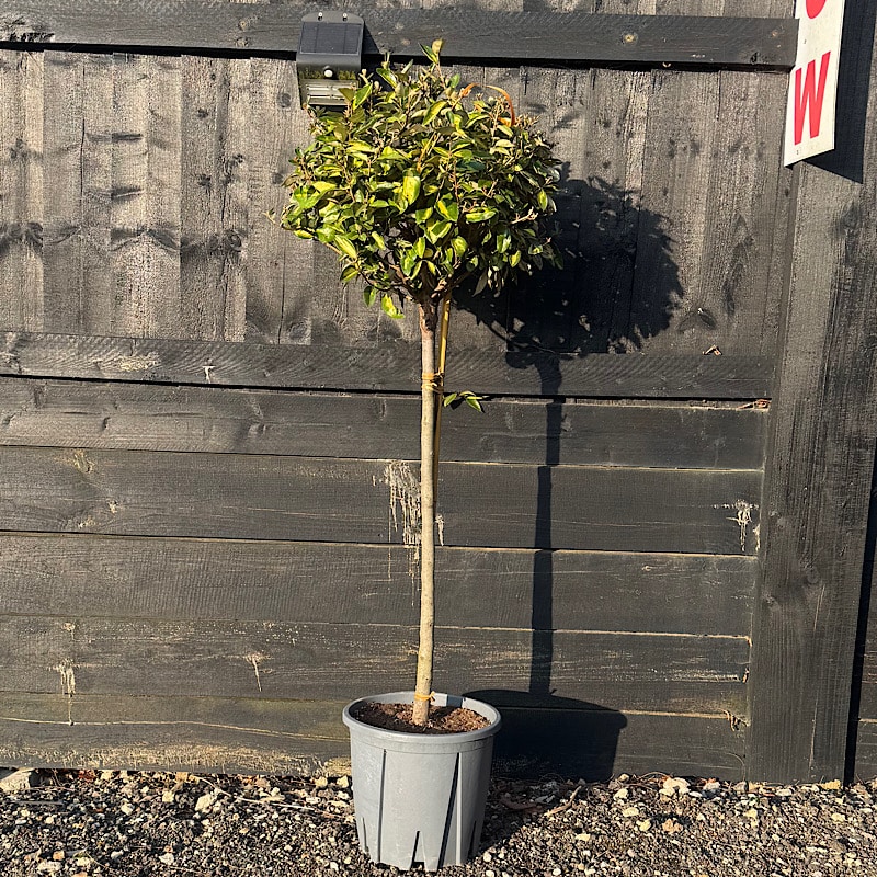 Laurus nobilis – Bay 1/2 Standard. 40-50cm Ø head