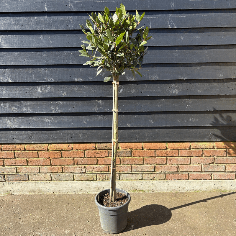 Laurus nobilis – Bay 1/2 Standard
