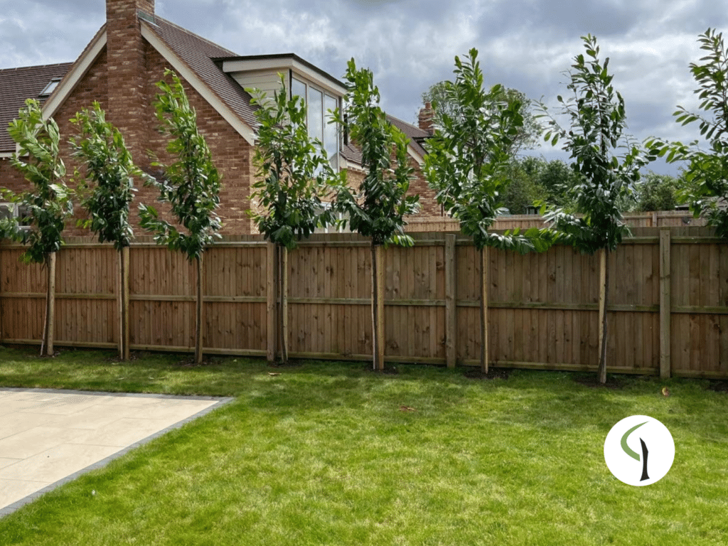 Planted laurel trees, the best trees for privacy