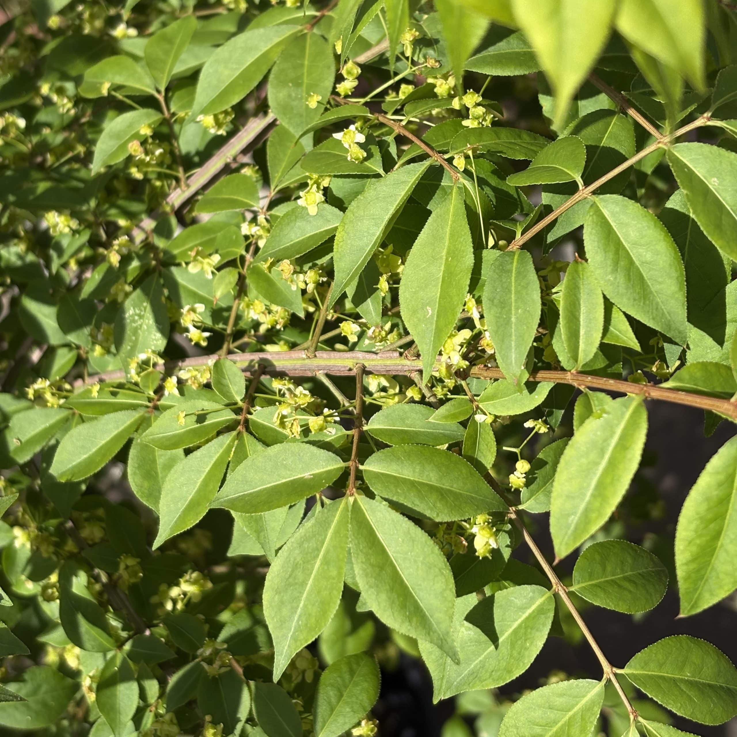 Euonymus alatus – Winged spindle 30 Litre