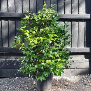 Camellia japonica