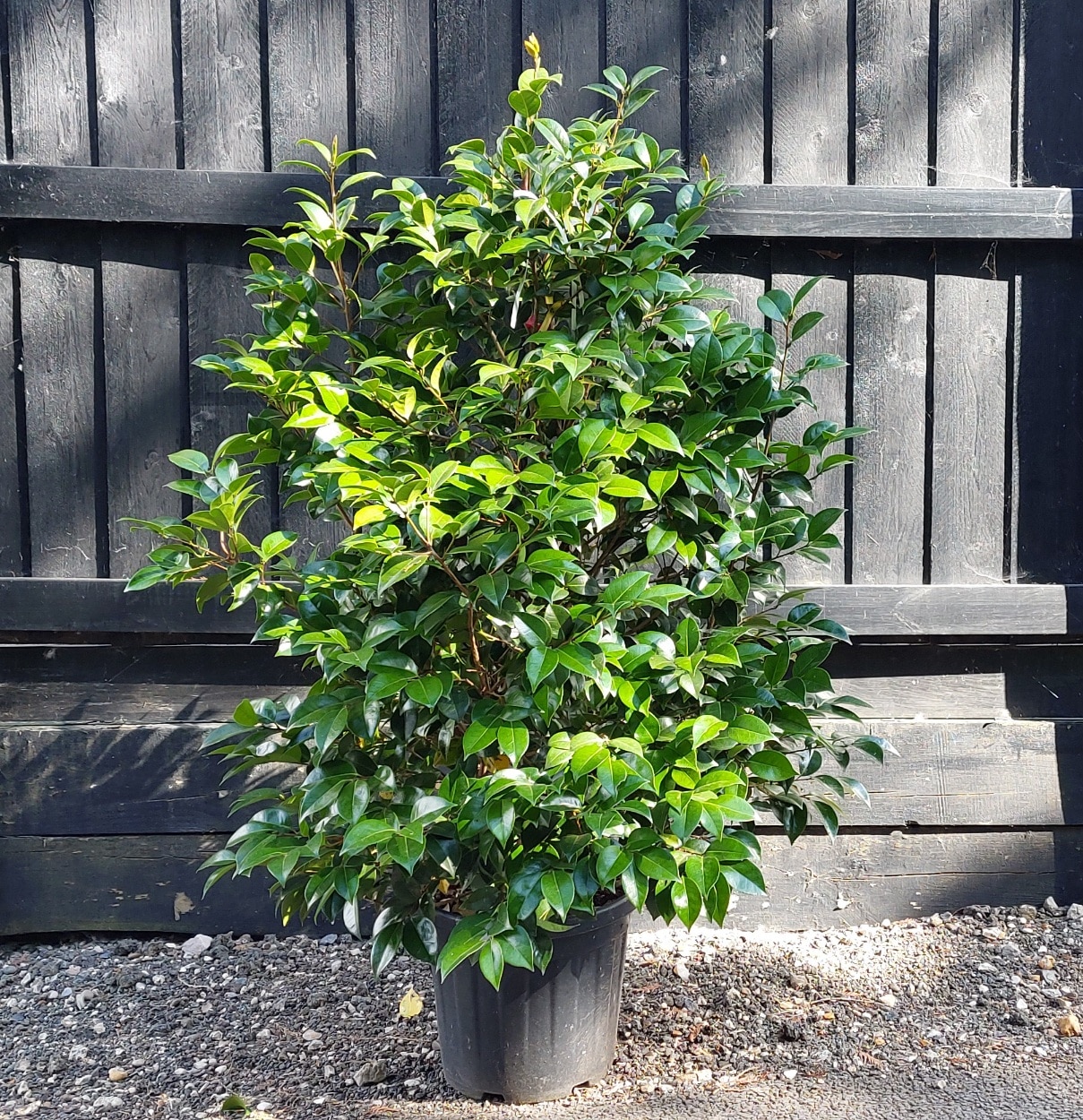 Camellia japonica White – White Japanese camellia 1.2-1.4m