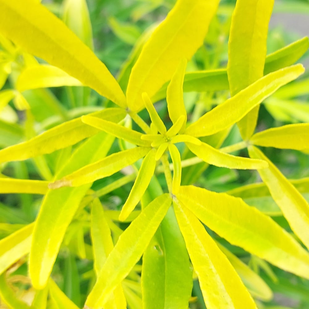 Choisya x Dewitteana ‘Aztec Gold’ – Mexican orange blossom 5 Litre