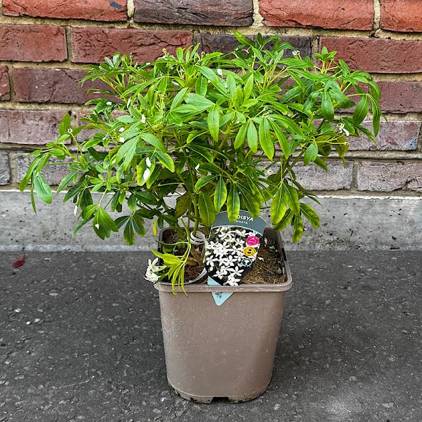 Choisya ternata – Mexican orange blossom 4.5 Litre