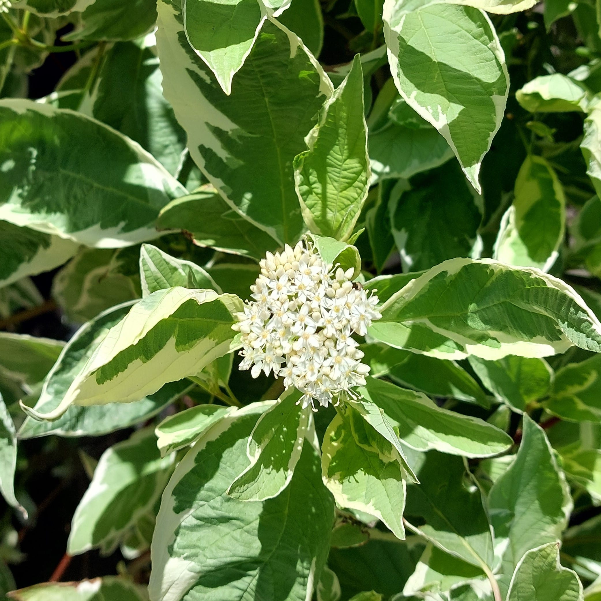 Cornus alba ‘Elegantissima’ – Red Barked Dogwood 10lt