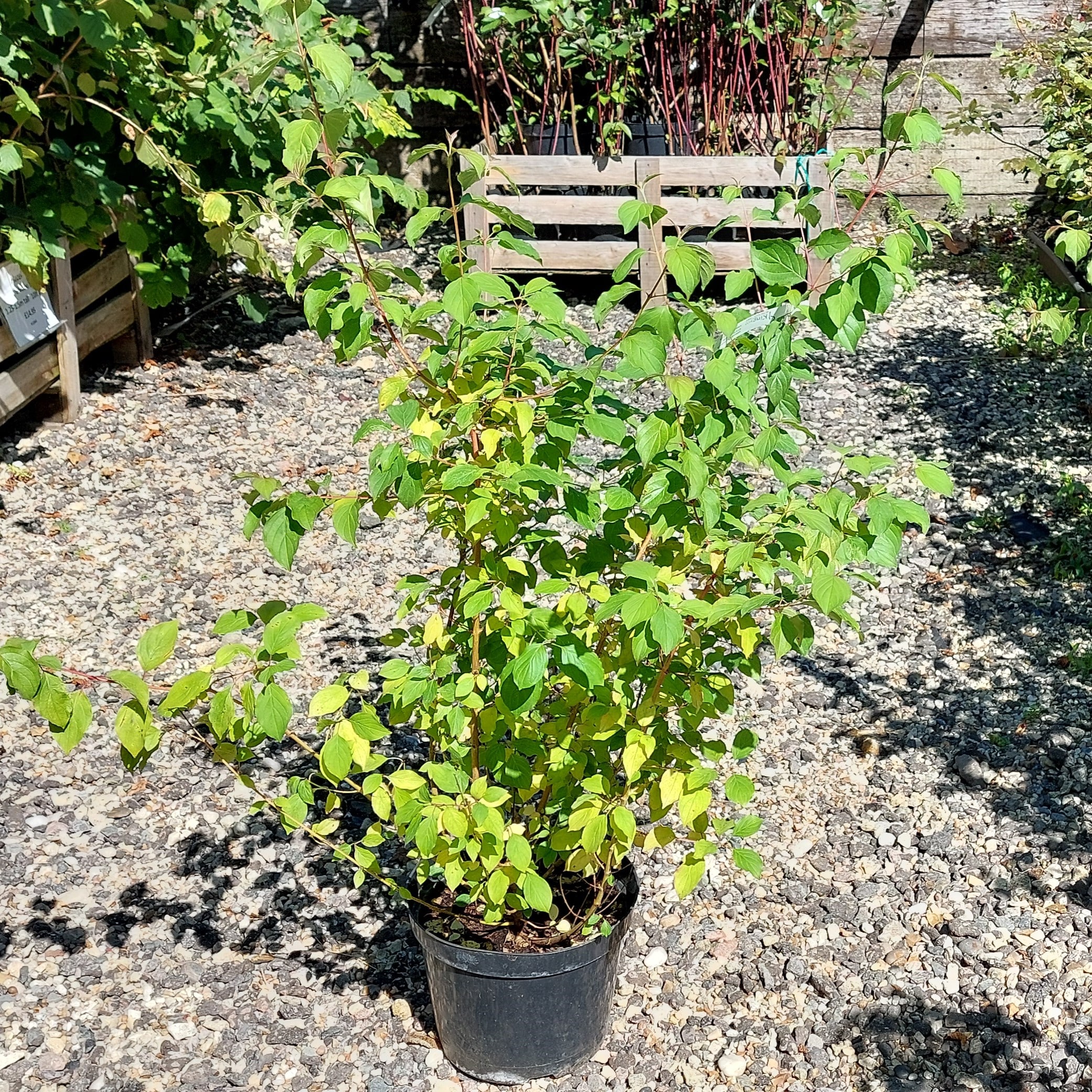 Cornus sanguinea ‘Midwinter Fire’ – Dogwood ‘Midwinter Fire’10lt