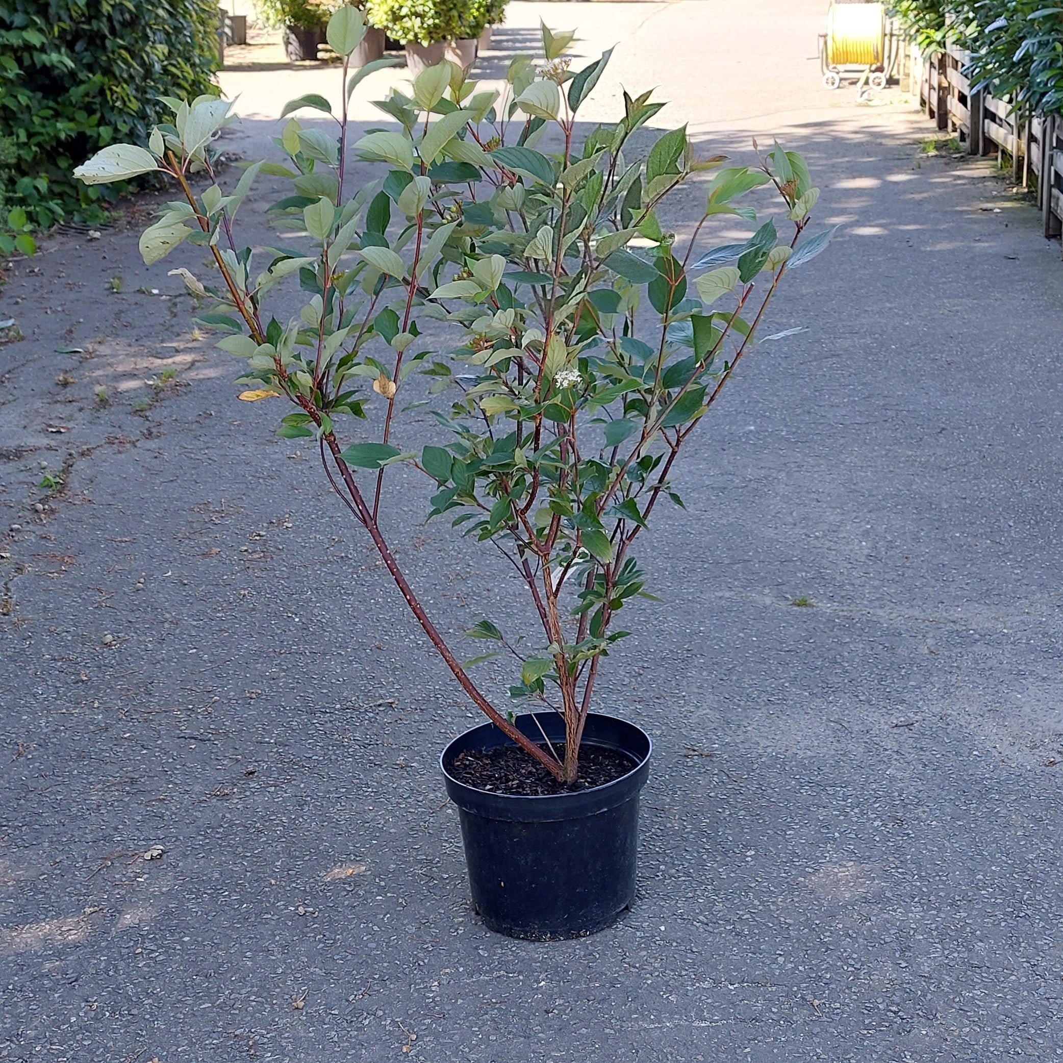 Cornus alba ‘Kesselringii’ – Red Stemmed Dogwood 10lt