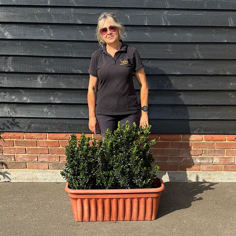 Euonymus japonicus ‘Jean Hugues’ – Euonymus Jean Hugues Hedging Trough
