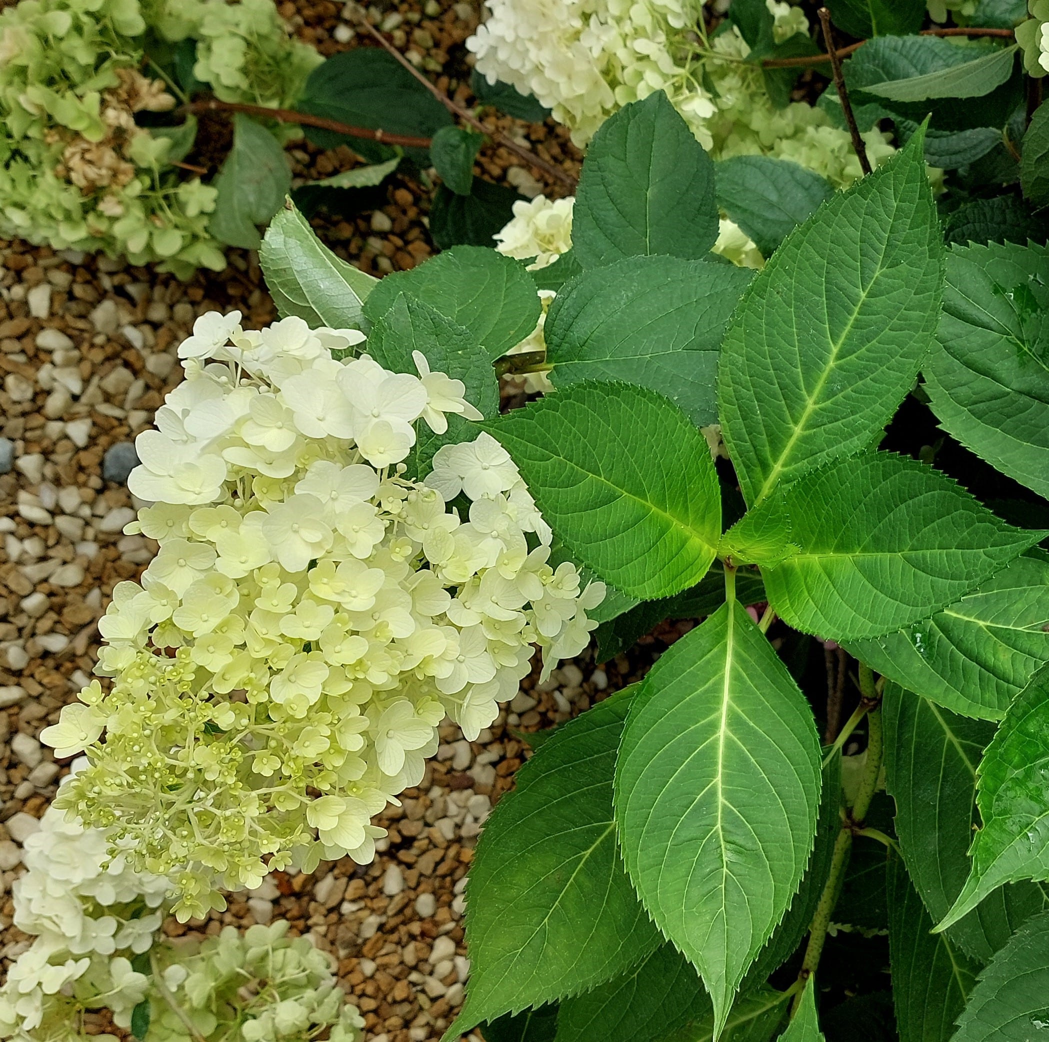 Hydrangea paniculata ‘Silver Dollar’ – Panicled Hydrangea ‘Silver dollar’