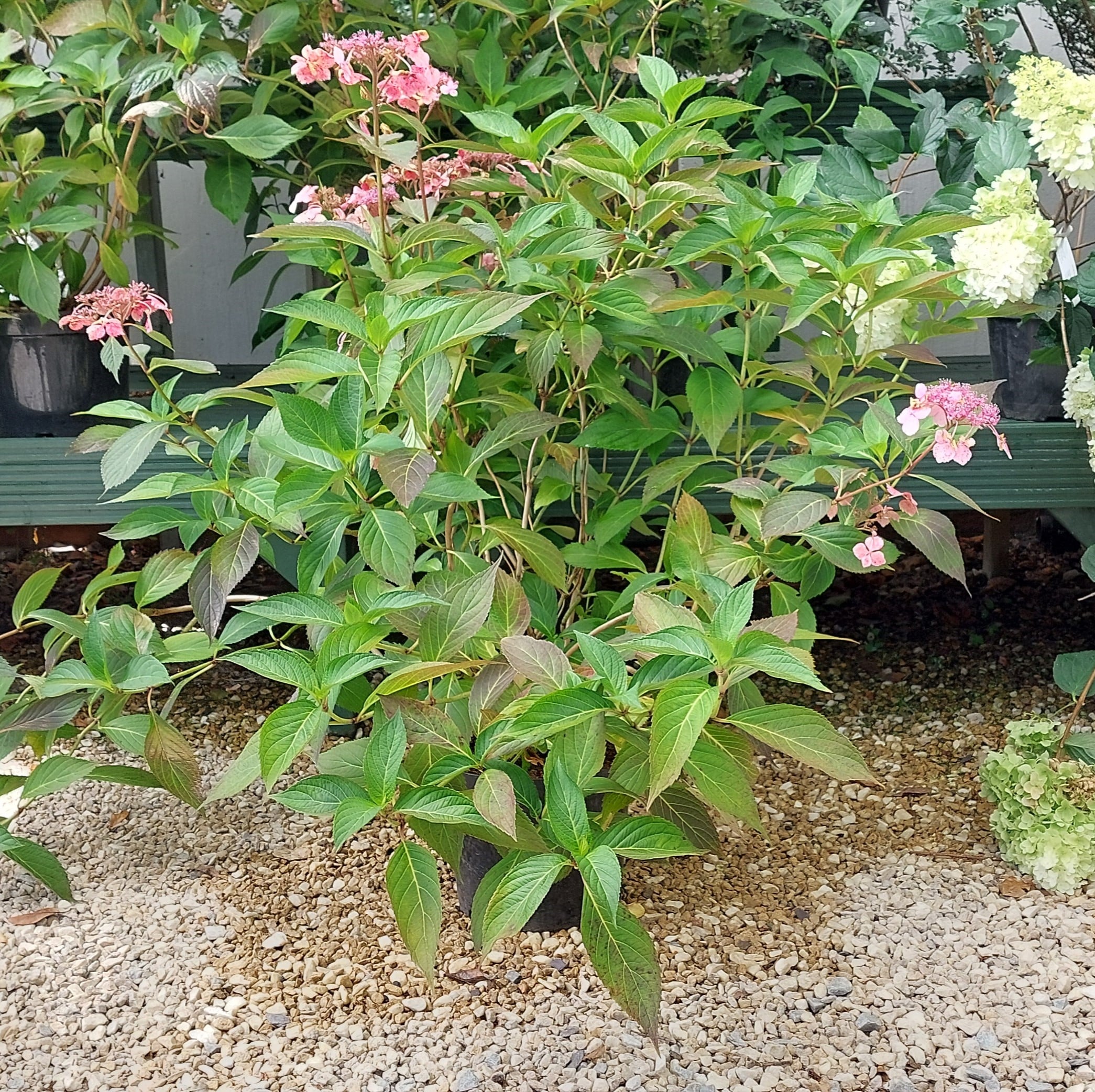 Hydrangea macrophylla ‘Blue Wave’ – Lacecap Hydrangea ‘Blue Wave’