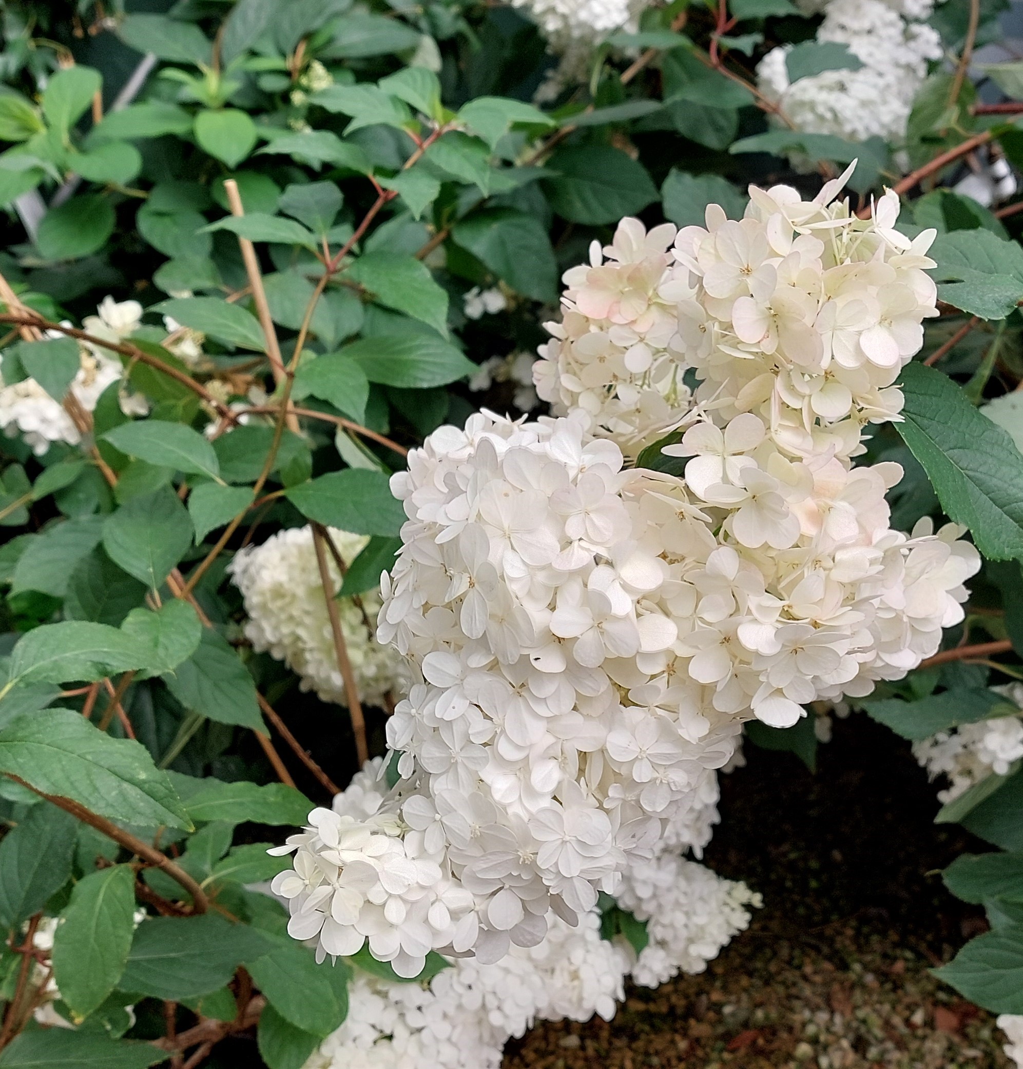 Hydrangea paniculata ‘Vanille Fraise’ – Panicled Hydrangea ‘vanille fraise’