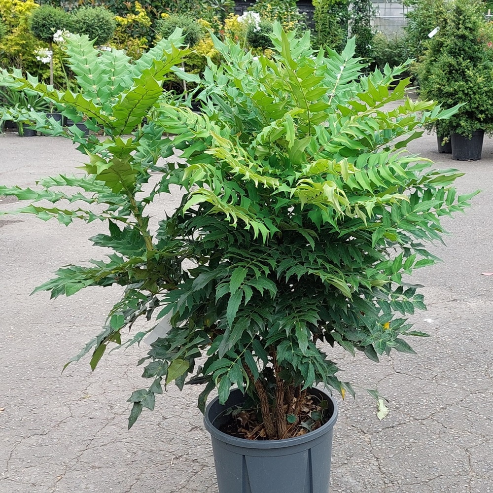 Mahonia x media ‘Charity’ – Oregon Grape 18lt