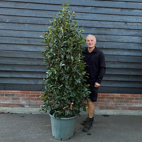 Photinia x fraseri ‘Red Robin’ 2m tall clipped cone