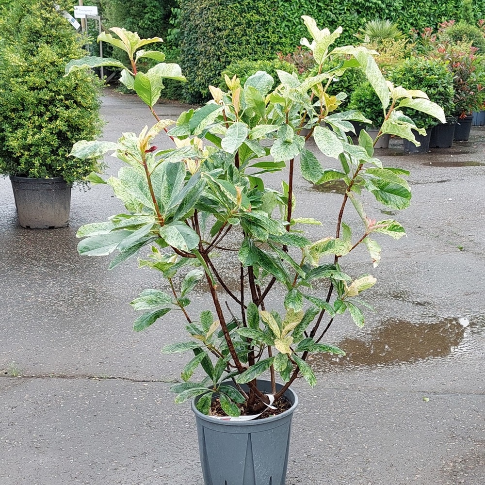 Photinia serratifolia ‘Pink Crispy’  80-100cm 10lt