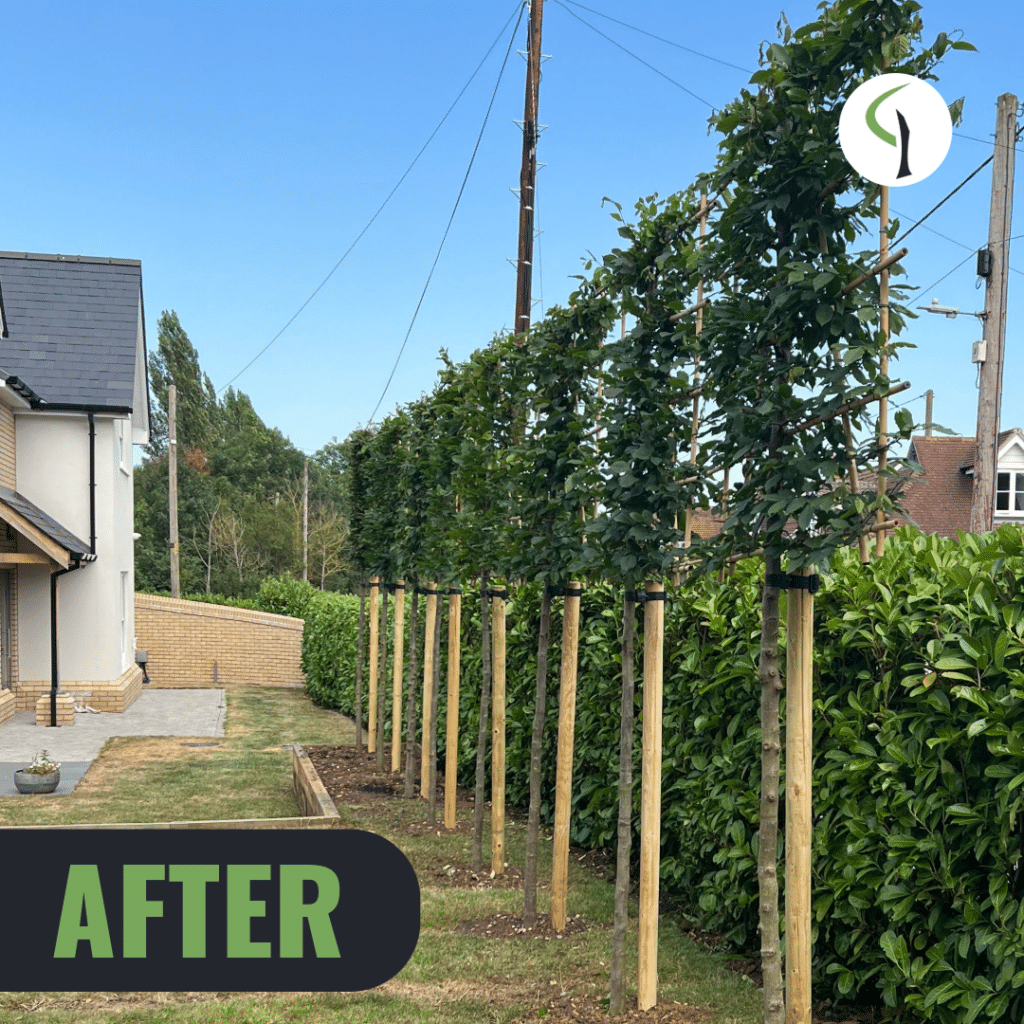 after planting pleached carpinus betulus