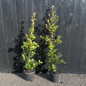 Quercus ilex - Evergreen oak 80-100cm tall