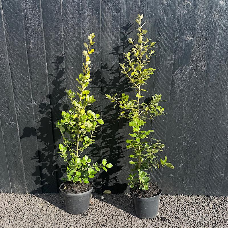 Quercus ilex – Evergreen oak 80-100cm tall