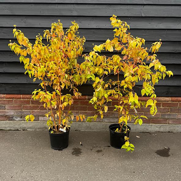 Cornus sanguinea ‘Midwinter Fire’ – Dogwood ‘Midwinter Fire’10lt