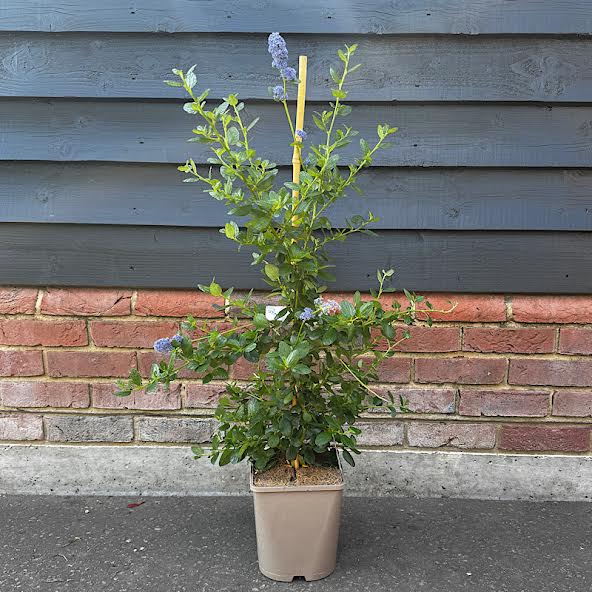 Ceanothus ‘Yankee Point’ – Californian lilac 4.5l Litre