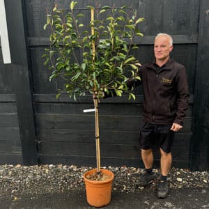 Pleached half standard photinia