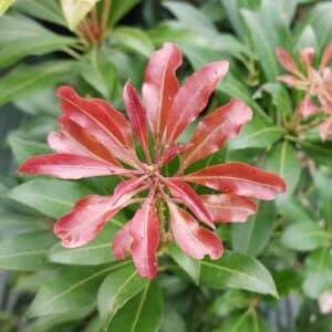 Pieris japonica 'Mountain Fire' 5 Litre