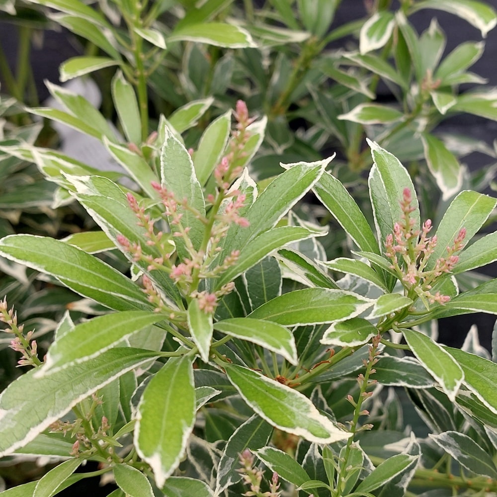 Pieris japonica ‘Polar Passion’ 10 Litre