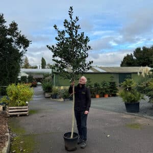 Ilex 'Nellie R. Stevens' - Holly tree 8-10cm girth Screening trees for Raised beds