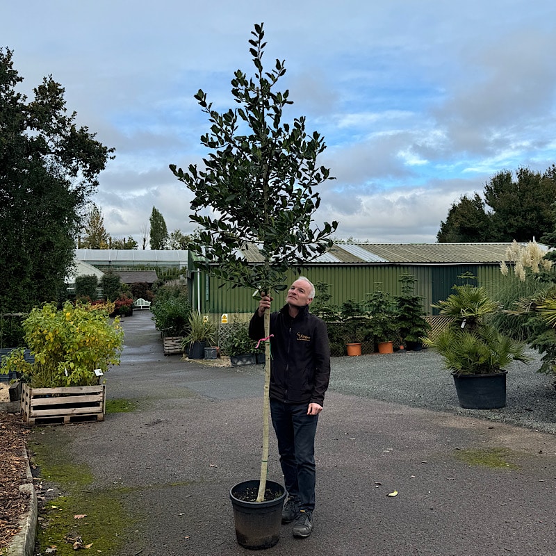 Ilex ‘Nellie R. Stevens’ – Holly tree 8-10cm girth Screening trees for Raised beds