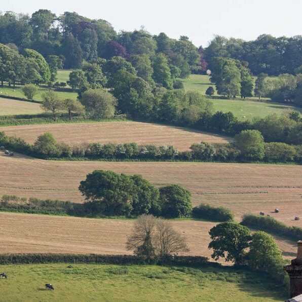 Countryside Stewardship BN11 Hedging Pack