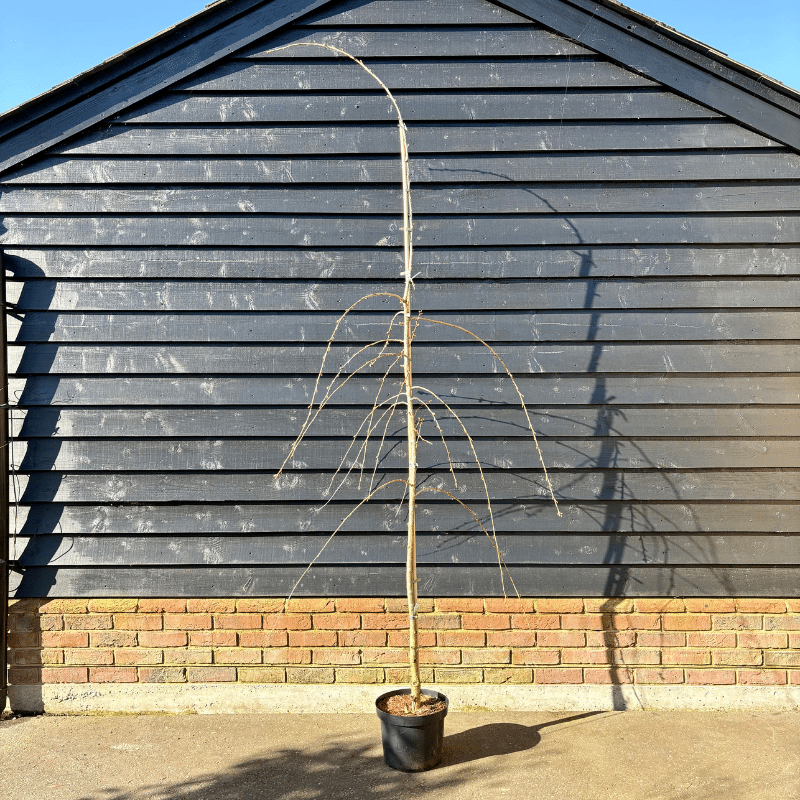 Prunus ‘Kiku-shidare-zakura’ – Cheals Weeping Cherry 6-8cm girth