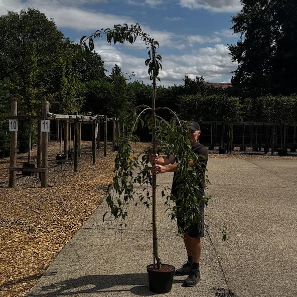 Prunus ‘Kiku-shidare-zakura’ – Cheals Weeping Cherry 6-8cm girth