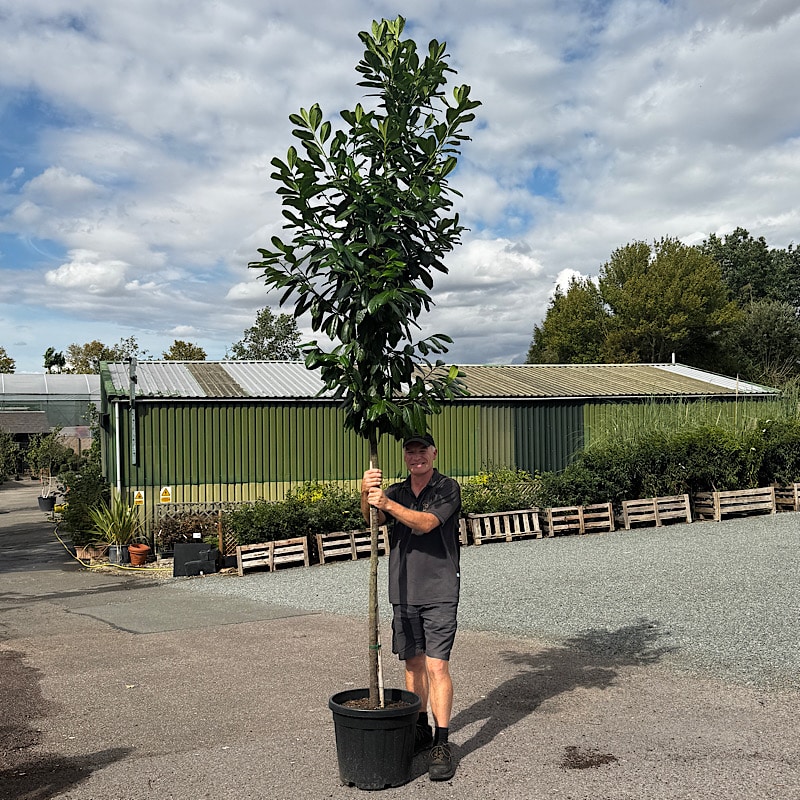 Prunus laurocerasus ‘Novita’ – Cherry laurel 10-12cm girth