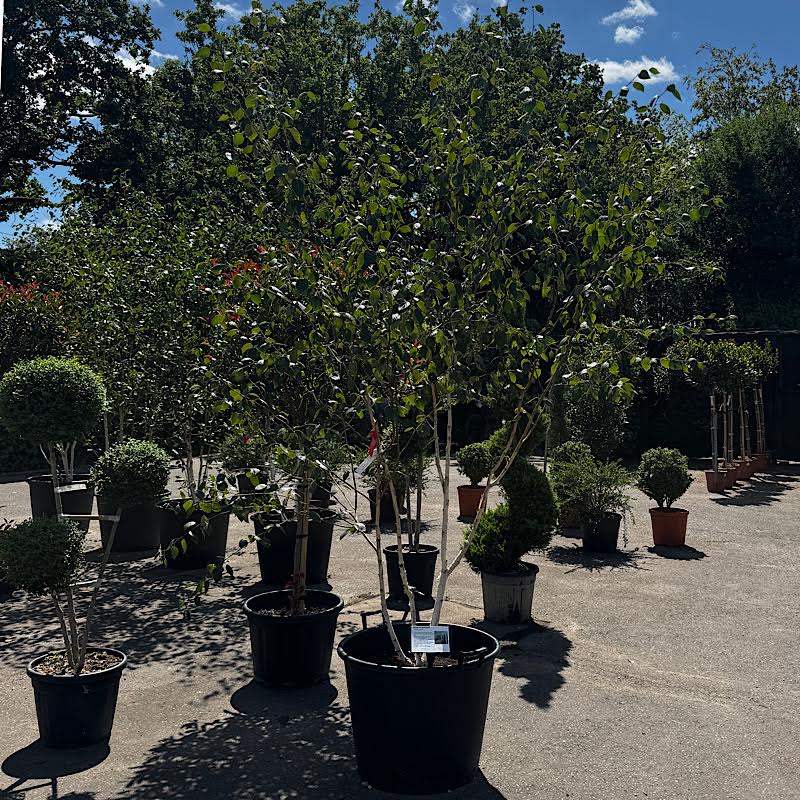 Betula utilis Jacquemontii ‘Doorenbos’ – Multi-stem Himalayan birch tree 2.75-3m tall Rootball