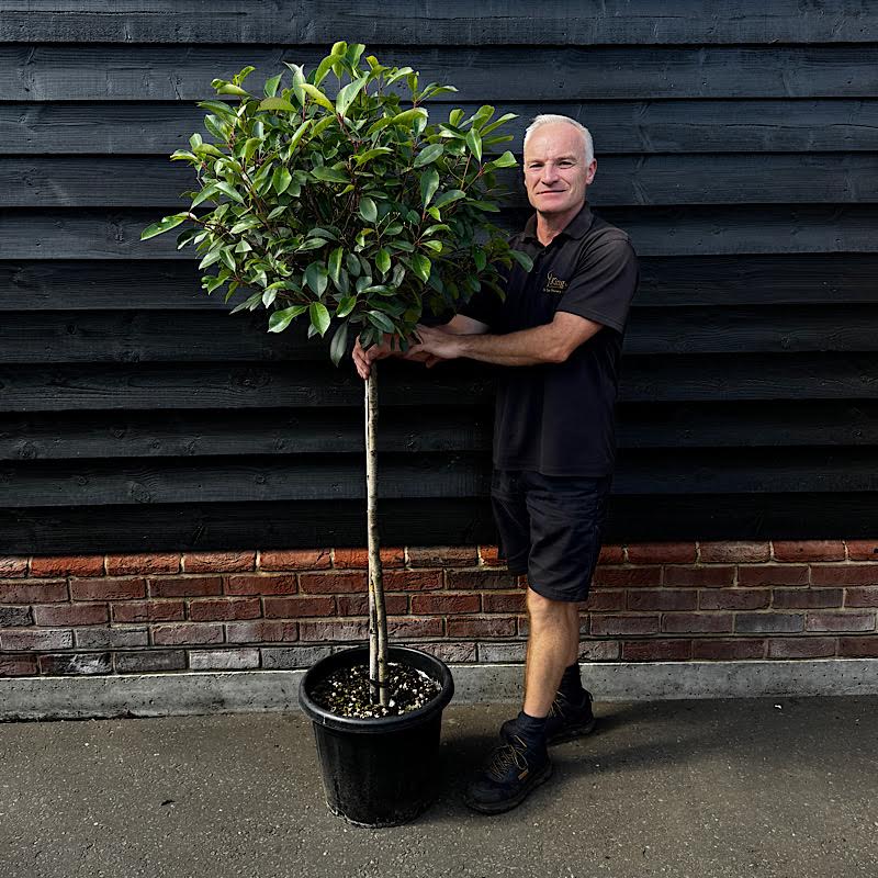Photinia x fraseri ‘Red Robin’ – 1/2 Standard. 40-50cm Ø head