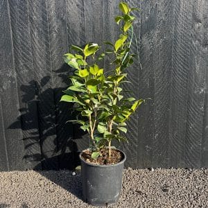 Camellia japonica White - White Japanese camellia 60-80cm