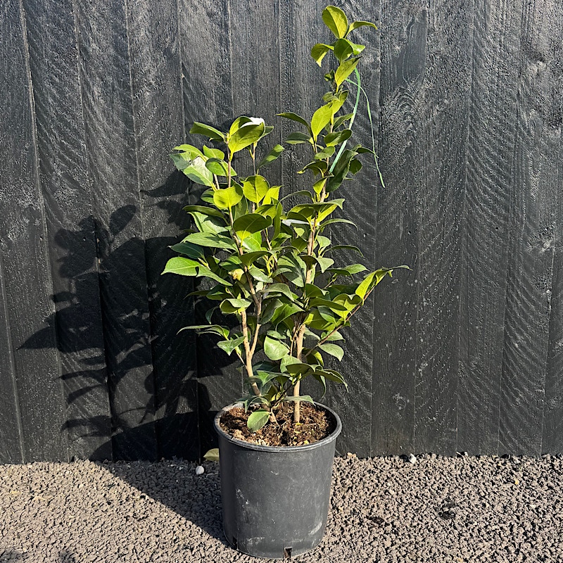 Camellia japonica White – White Japanese camellia 60-80cm