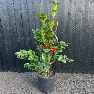 Camellia japonica Red - Red Japanese camellia 60-80cm
