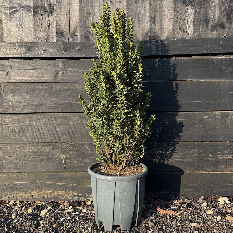 Euonymus japonicus ‘Benkomasaki’ 18 Litre. 80-100cm tall